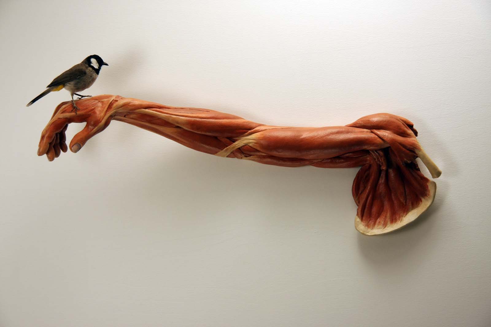 Premonition Anatomy Muscles Portland art museum Contemporary Ceramics Bird Sculpture by artist Dirk Staschke